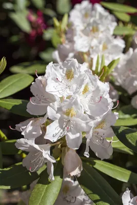 Zdjęcie produktu dla Rhododendron Hybr. 'Catawbiense Album', biały, 40-50 cm