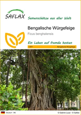 Produktbild von SAFLAX - Bengalische Würgefeige - 20 Samen - Ficus benghalensis