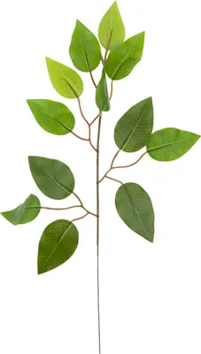 Zdjęcie produktu dla Cv07555 Liść Fikusa Gałązka Ozdobna Dekoracyjna Ficus