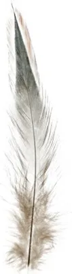 Produktbild von Naturfedern braun 10-14 cm ca. 15 Stück