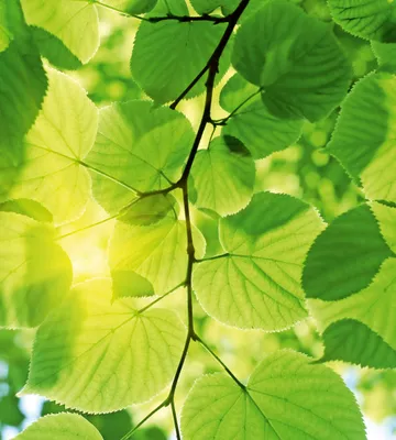 Produktbild von Fototapete - Green Leaves 225x250cm - Vliestapete