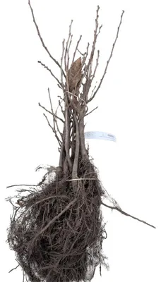 Image de 10 châtaigniers (Castanea sativa) | Hauteur : 40-60 cm, plants sans racines