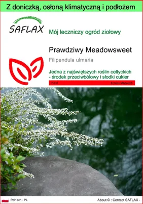 Zdjęcie produktu dla SAFLAX - Garden to go - Prawdziwy Meadowsweet - 500 Nasiona - Z doniczką, pokrywą klimatyczną i podłożem do uprawy - Filipendula ulmaria