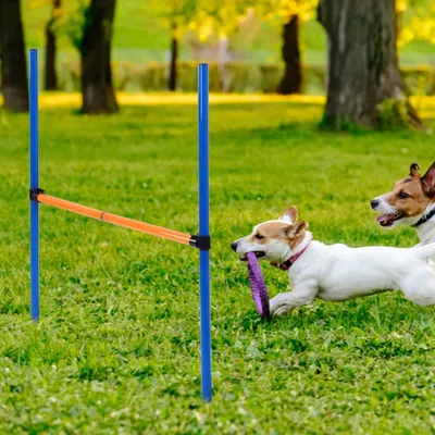 Zdjęcie produktu dla Dog Agility Jump, Dog Jump Hurdle, Dog Jump Hurdle Bar, zabawka dla psa, zabawka do zabawy dla psa, zabawka do ćwiczeń dla psa