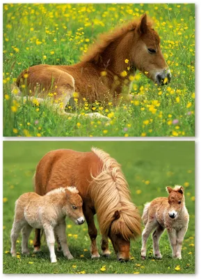Produktbild von Ravensburger Puzzle Niedliche Ponys