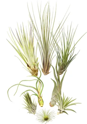 Produktbild von Tillandsien 8er-Mix, Tillandsia, Bromeliengewächs