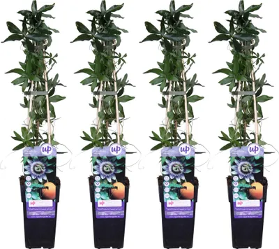 Zdjęcie produktu dla 4X - Passiflora Caerulea - ↨65Cm - Ø15
