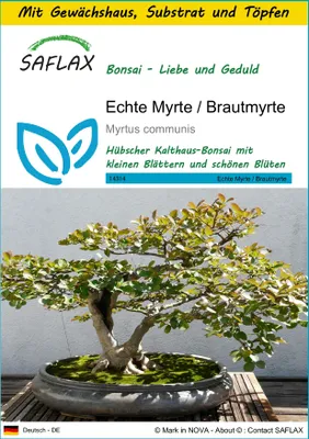 Produktbild von SAFLAX Anzucht Set - Echte Myrte / Brautmyrte - Myrtus communis - 30 Samen - Mit Mini-Gewächshaus, Anzuchtsubstrat und 2 Töpfen