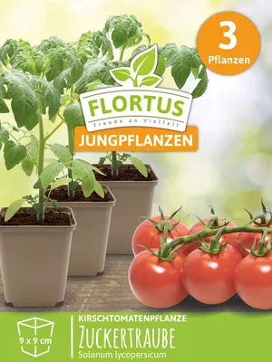 Produktbild von Kirschtomatenpflanze Zuckertraube | Tomatenpflanzen von FLORTUS, Menge:3 Pflanzen