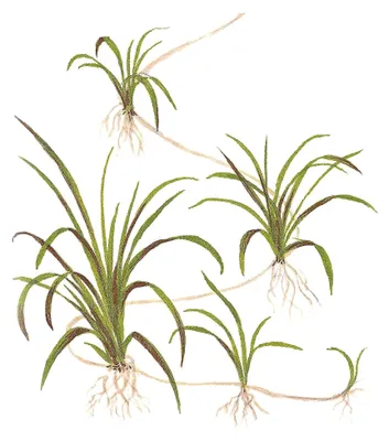 Produktbild von Echinodorus tenellus 1-2-GROW!