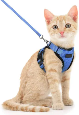 Imagen del producto de Collar ajustable para gatos, arnés de seguridad con correa de 150 cm, talla XS, para gatos pequeños y medianos