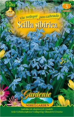 Zdjęcie produktu dla Ladon 10szt