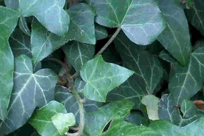 A close-up view of lush green ivy leaves with visible veins.