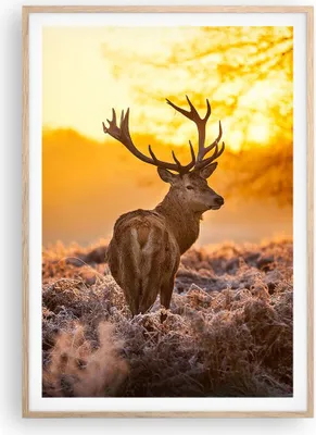 Produktbild von Gerahmtes Poster - Rahmen in heller Eiche - Herbst landschaft natur blatt - 70x100 cm - Wand Bild - Wanddeko - Wandbilder - Wandposter - Bilderrahmen - Bilder - Kunstdruck - P2NPA70x100-2552