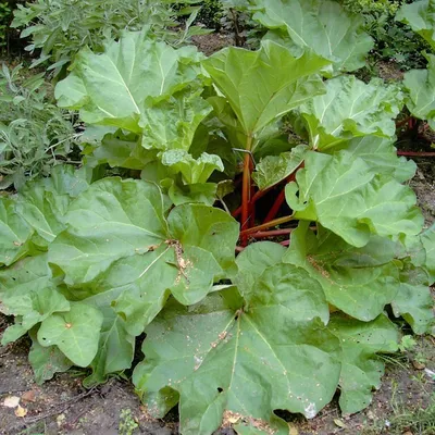 Produktbild von Rhabarber The Sutton starkstielige frühe Sorte gesund im 3,5 Liter Topf