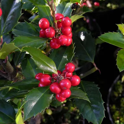 Immagine prodotto di 2 x  Agrifoglio  - Ilex meserveae 'Heckenfee'  | 40-60 cm in contenitore