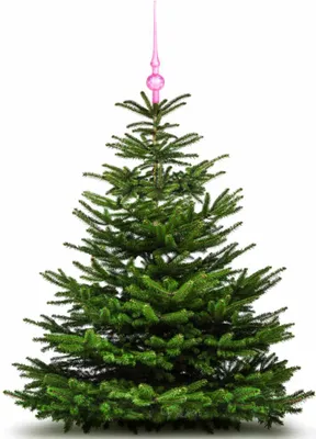 Produktbild von Christbaumspitze 28cm Pink Eislack