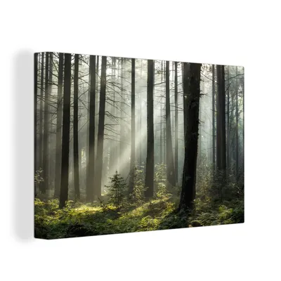 Obrázok produktu pre OneMillionCanvasses® - Maľba na plátne - Obraz na plátne Nástenná maľba na plátne - Les - rastliny - hmla - 150x100cm - Fotografia na plátne - maľba