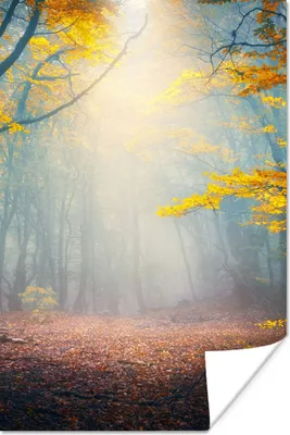 Produktbild von MuchoWow® Poster Wald - Nebel - Herbst 80x120 cm - Papierdruck