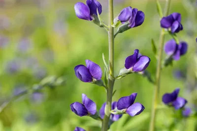 Produktbild von Baptisia australis, Indigolupine, blau, ca. 9x9 cm Topf