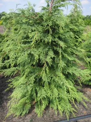 Produktbild von Chamaecyparis lawsoniana 'Silver Queen' - silbrige Scheinzypresse 'Silver Queen' 40-50