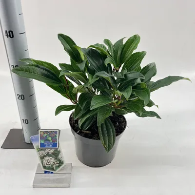 Produktbild von Viburnum davidii - Immergrüner Kissenschneeball | 25-30 cm im Topf