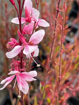 Image de 6 x Gaura lindh. 'Cherry Brandy' - Plantes à fleurs - Topf 9x9 cm