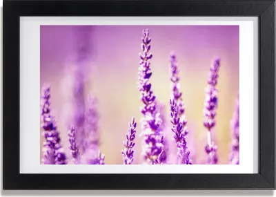 Produktbild von Bild 30x20 MDF-Rahmen, Wandkunst Lavendel