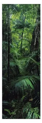 Immagine prodotto di Foresta tropicale - 30,5 x 91,5 cm - Poster
