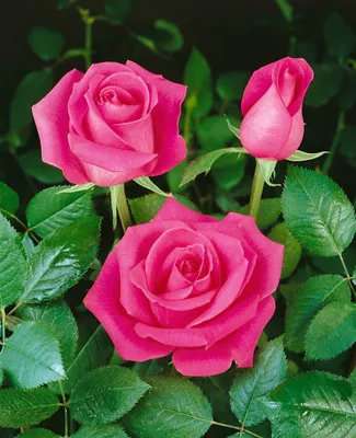Produktbild von Rosa 'Ballerina', Strauchrose, rosa, 5-7,5 Liter Container