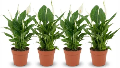 Produktbild von Spathiphyllum Einblatt – 4 Pflanzen – Ø12cm – Höhe 35–40cm – Luftreinigende Zimmerpflanze – Weiße Blüten – Ideal für Wohnraum & Büro