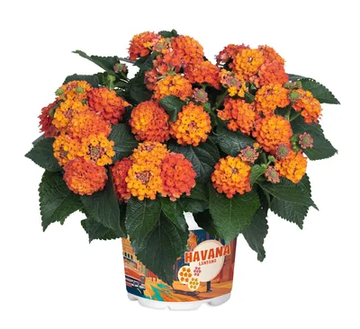 Produktbild von Wandelröschen orange Lantana camara Havana Orange