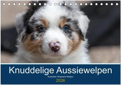 Produktbild von Australian Shepherd Welpen 2026 (Tischkalender 2026 DIN A5 quer), CALVENDO Monatskalender