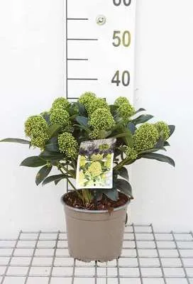 Obrázek produktu pro Skimmia jap. 'White Globe'® - Skimmie japonská 25- 30 cm - Kontejnerová