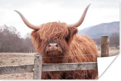 Produktbild von MuchoWow® Poster Scottish Highlander - Gras - Zaun 60x40 cm - Schlafzimmerdekoration