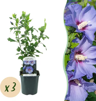 Produktbild von Green boutiQ - Gartenpflanze - Hibiscus syriacus Oiseau Blue - Garten Hibiskus - Winterhart - Blau - 3 Pflanzen - Topf 17cm - Höhe 45cm