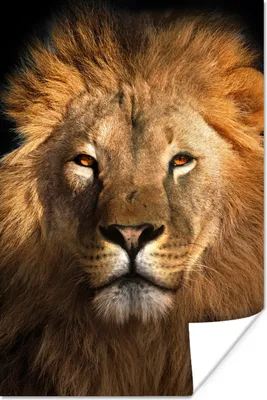Produktbild von MuchoWow® Poster Löwe - Tiere - Schwarz - Hell - Braun - Porträt 80x120 cm - Papierdruck