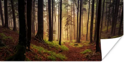 Produktbild von MuchoWow® Poster Bäume - Natur - Wald 40x20 cm - Poster für die Wand - Poster Schlafzimmer