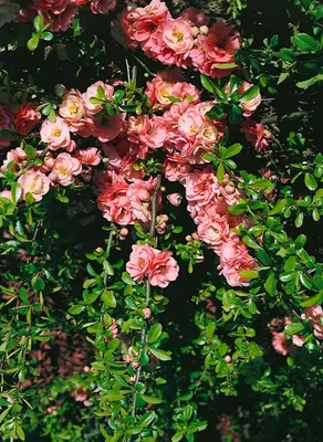 Produktbild von Chaenomeles 'Pink Trail', Zierquitte, rosa Blüten, 40–60 cm