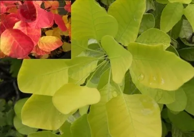 Produktbild von Perückenstrauch Golden Spirit ® - Cotinus coggygria (40-60)