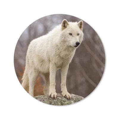 Produktbild von MuchoWow® Mauspad Mousepad Wolf - Stein - Weiß 40x40 cm - Mousepads - Maus Mat - Pad - Mausunterlage - Schreibtisch Accessoires