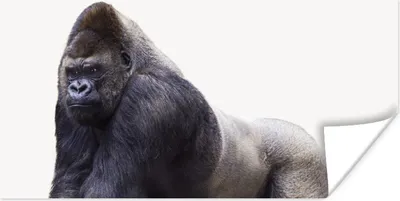 Produktbild von MuchoWow® Poster Gorilla - Tiere - Jungen - Mädchen - Kinder 40x20 cm - Poster für die Wand - Poster Schlafzimmer