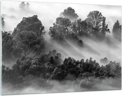 Produktbild von Bilder auf glas - Einteilig - Schwarzweiß Bäume Nebel - 120x80cm - Glasbilder - Wandbilder - Bilder - zum Aufhängen bereit - Wanddekoration aus Glas - Glas Bilder - Wandbild auf Glas - GAA120x80-4510
