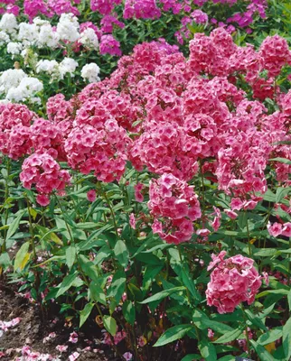 Produktbild von Phlox paniculata 'Dorffreude', Flammenblume, rosa, ca. 11x11 cm Topf