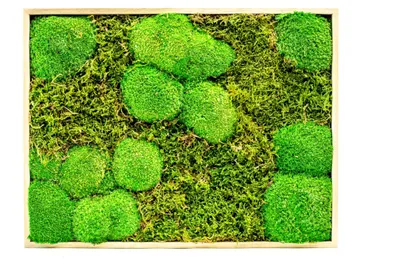 Produktbild von Gardners Mechový Bild, 40x50 cm, Kombination aus Moos: Hügelmoos und flaches Moos, in natürlicher Ausführung