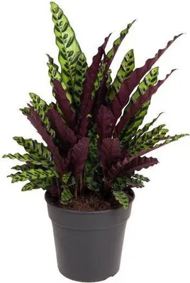 Immagine prodotto di Calathea Lancifolia in cesto, pianta da appartamento Ø 27 cm, altezza 70 cm, pianta tropicale da appartamento