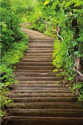 Produktbild von Wallario selbstklebendes Poster - Steintreppe im Wald, Größe: 100 x 150 cm
