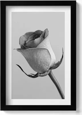 Produktbild von Graue kleine Rosenblüte– Wandbild mit Rahmen – Gerahmtes Bild  – Wanddekoration – 20x30 cm – Schwarz