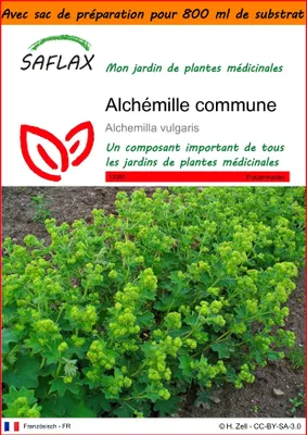 Image de SAFLAX Garden in the bag - Alchémille commune - 100 graines - Alchemilla