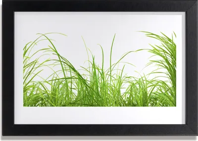 Produktbild von Bild 30x20 MDF-Rahmen Wandkunst Gras Natur Pflanze
